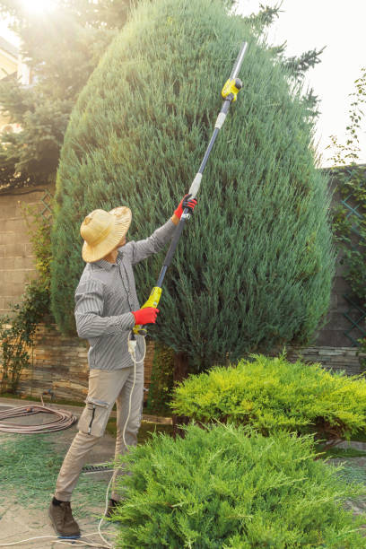 Dead Tree Removal in Raton, NM